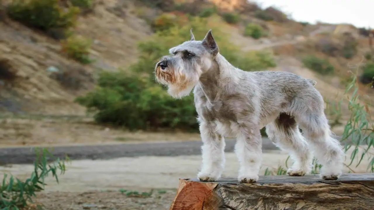 Tips For Training A Schnauzer To Enhance Their Intelligence