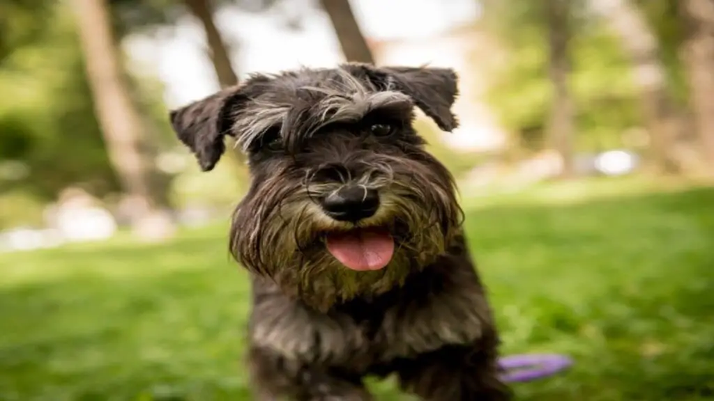 Miniature Schnauzer Old Age Problems: Navigating Old Age