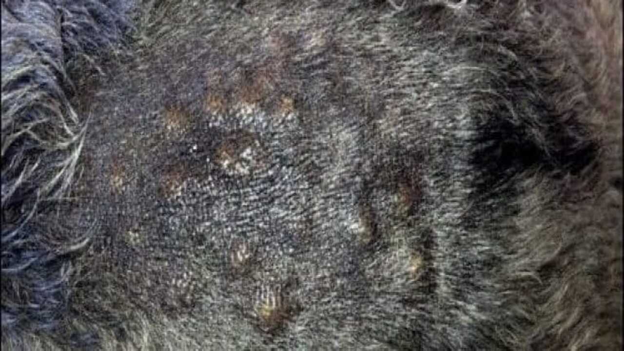Types Of Comedone-Syndrome In Schnauzers With Bullet Points