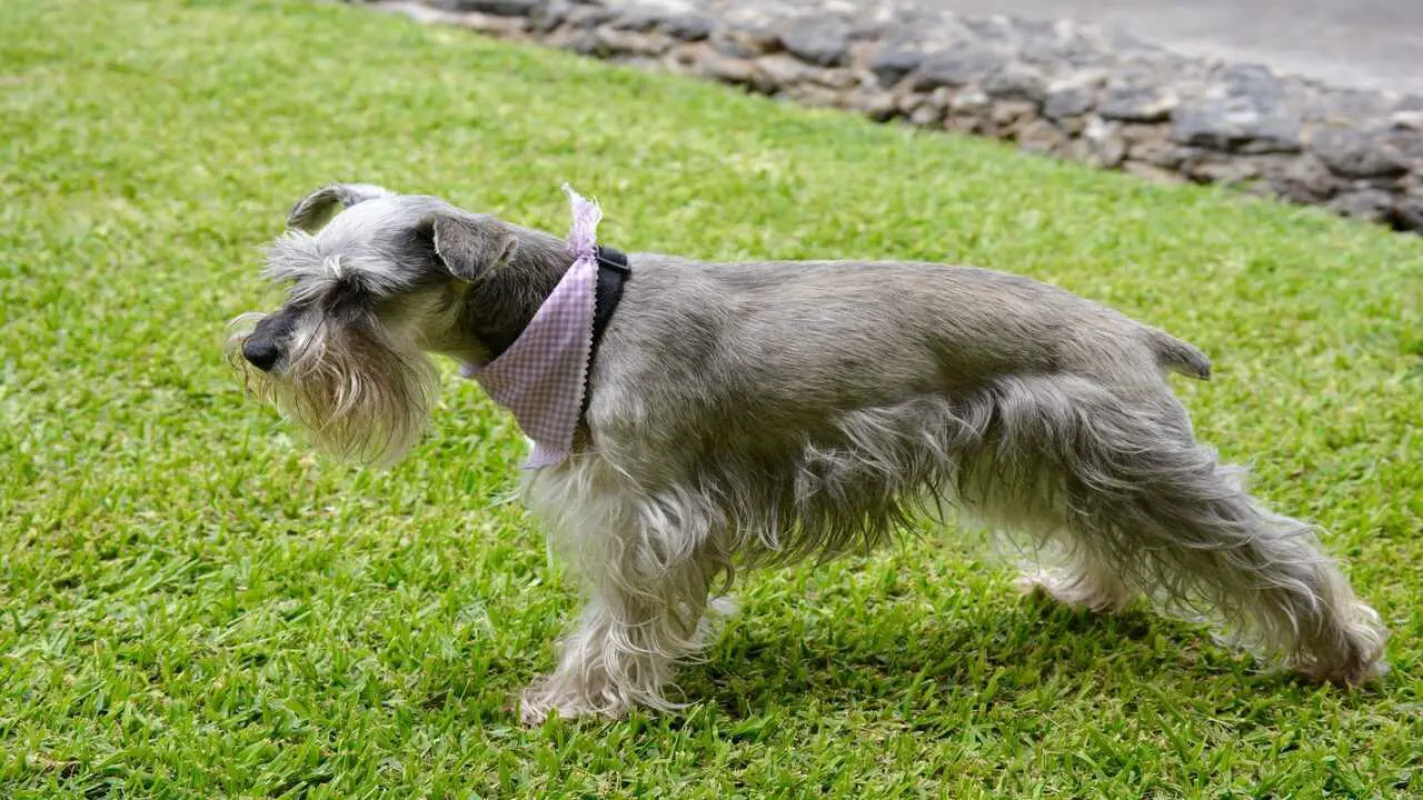 Understanding The Purpose Of A Summer-Cut For Schnauzers