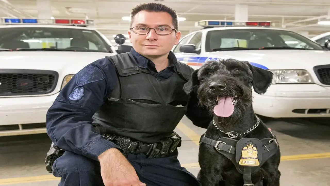 Unleashing The Power Of The Giant Schnauzer Police Dog