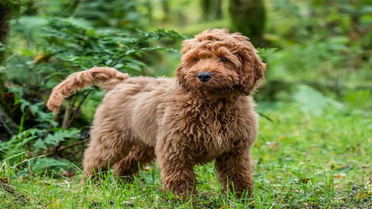 Beautiful Colors And Patterns Of A Cockapoo: Explore Beauty!