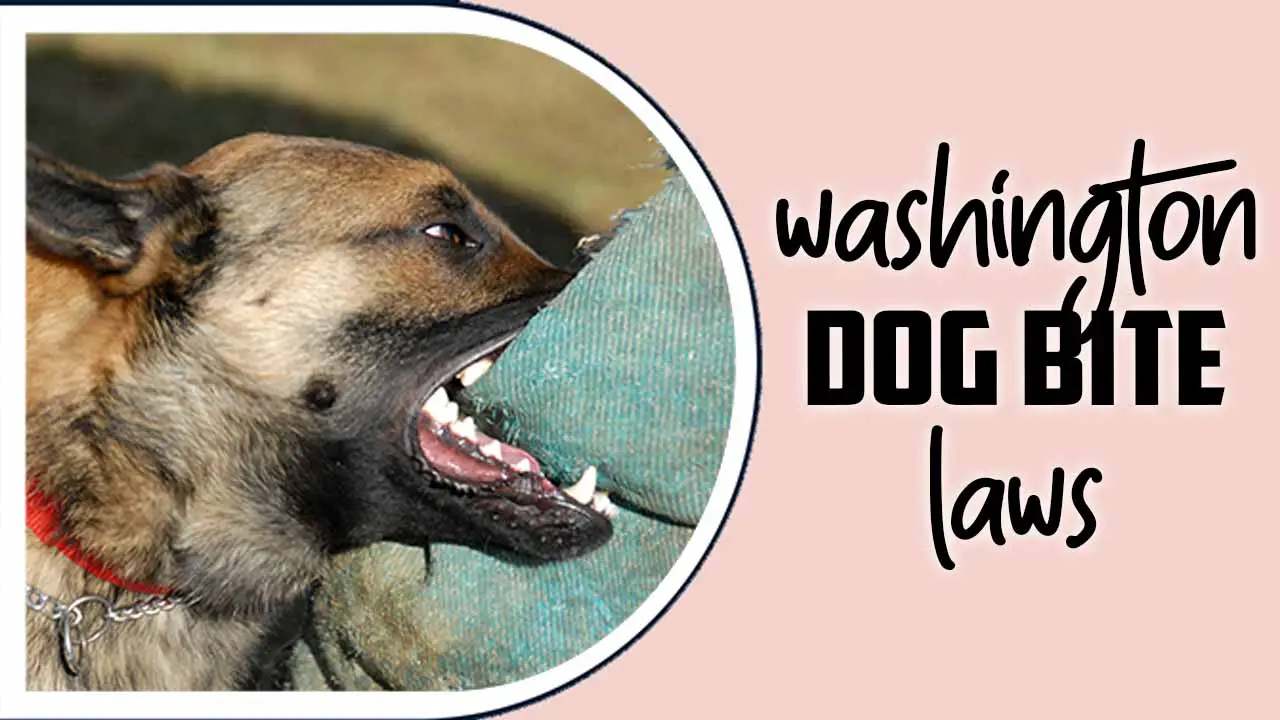 Washington Dog Bite Laws