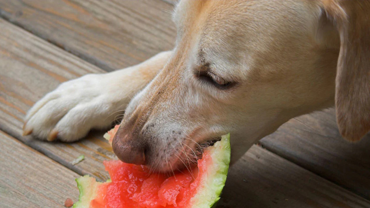 Watermelon - Keeps Your Dog Hydrated