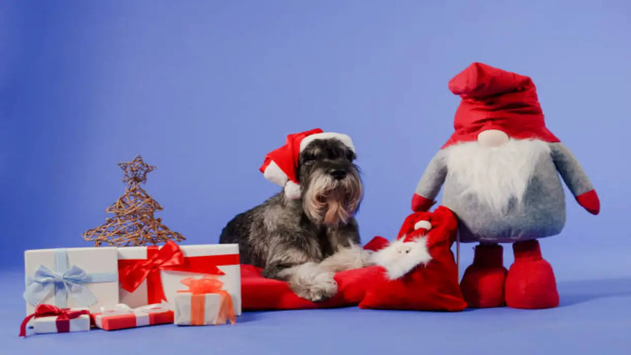 What Are Some Unique Birthday Gift Ideas For A Schnauzer