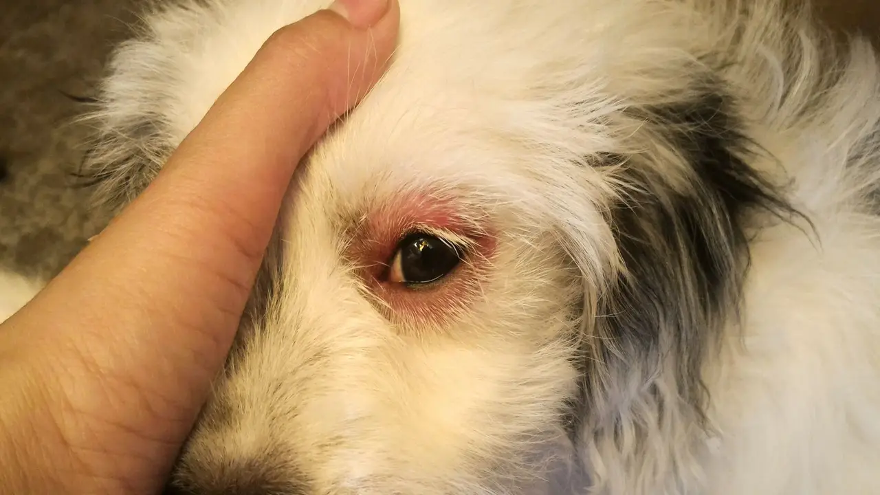 What Are The Side Effects Of Using Polysporin In Your Dog's Eyes