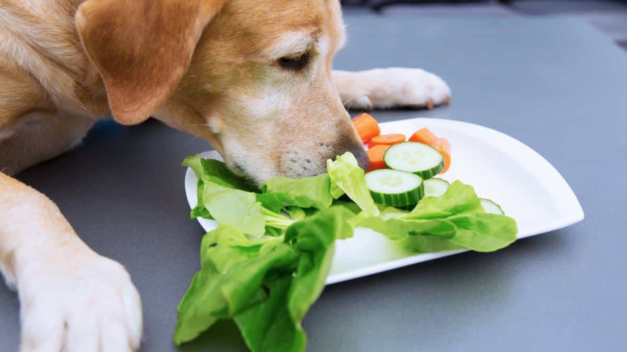 What Fruits Can Dogs Eat - 15 Safe Fruits For Dogs