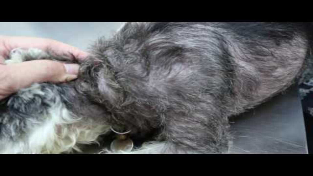What Is Comedone Syndrome In Schnauzers