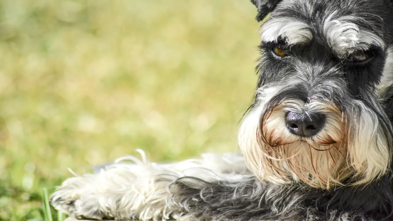 What Is The Most Common Cause Of Death In Miniature Schnauzer