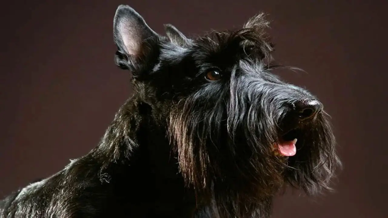 What Makes A Schnauzer's Beard Special