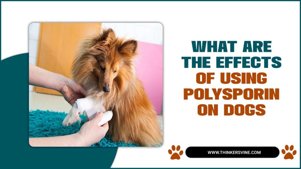 Effects Of Using Polysporin On Dogs A Guide To A Healthier