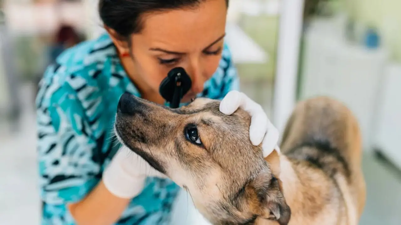 When To Consult A Veterinarian For Your Dog's Eye Issues