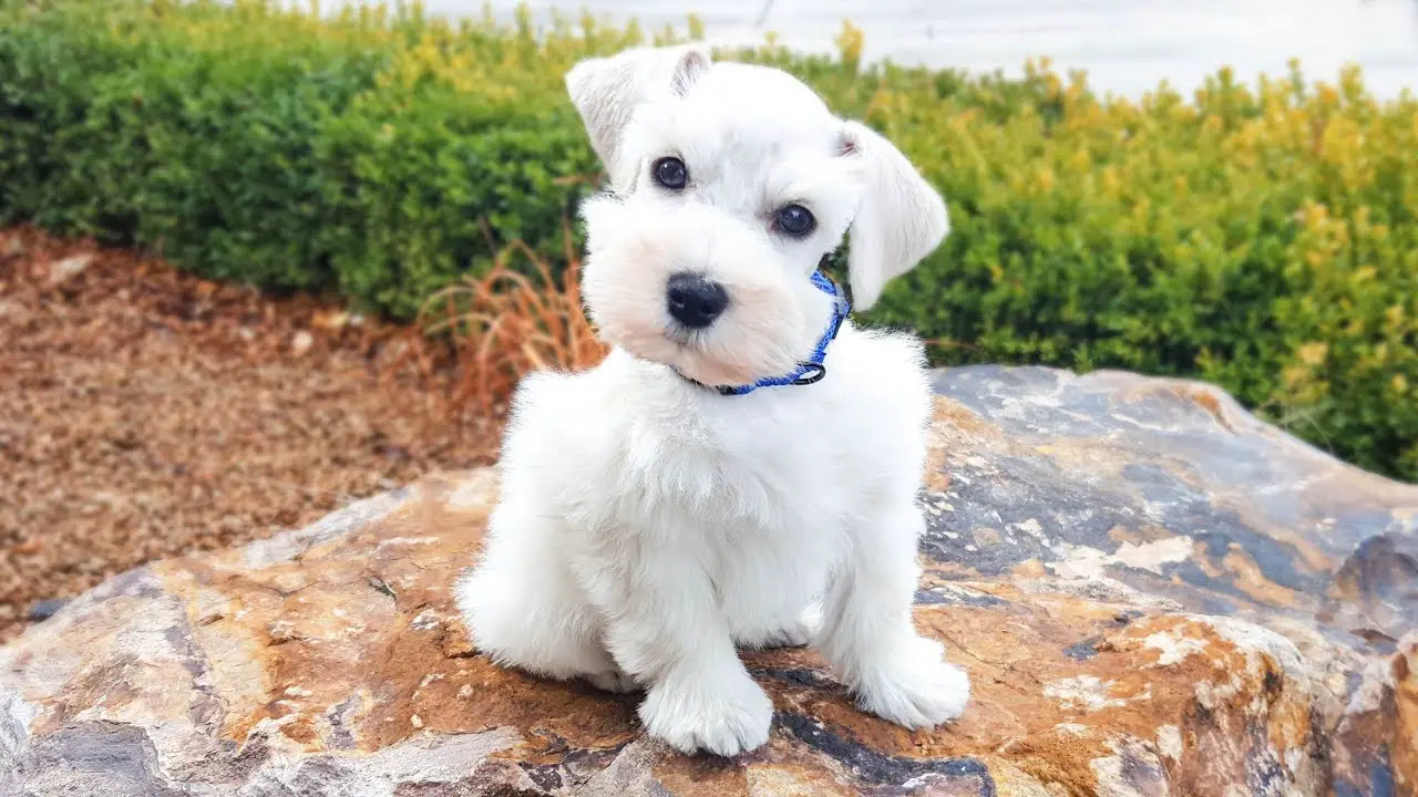 White Miniature Schnauzers For Sale -10 Easy Steps To Sell