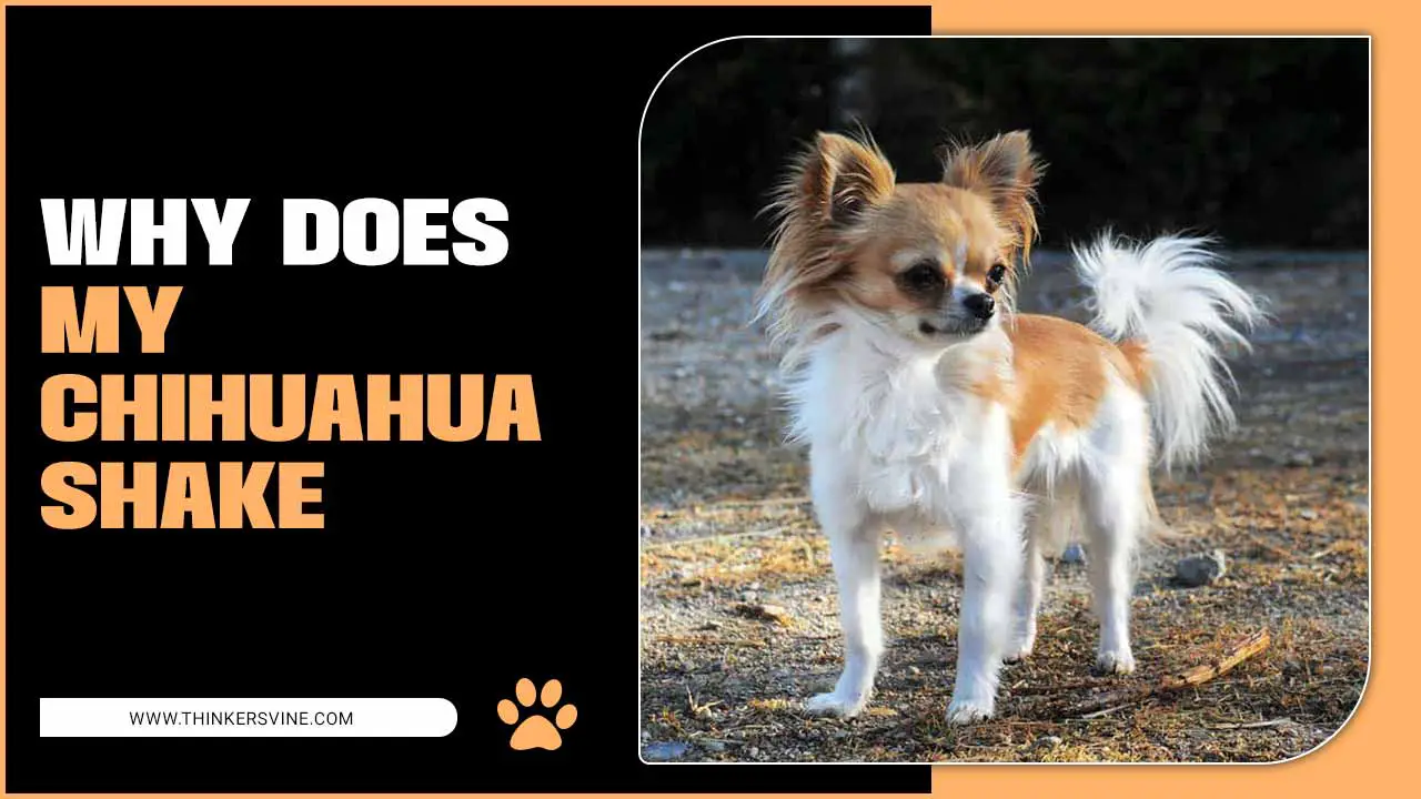 why-does-my-chihuahua-shake-chihuahua-quivers