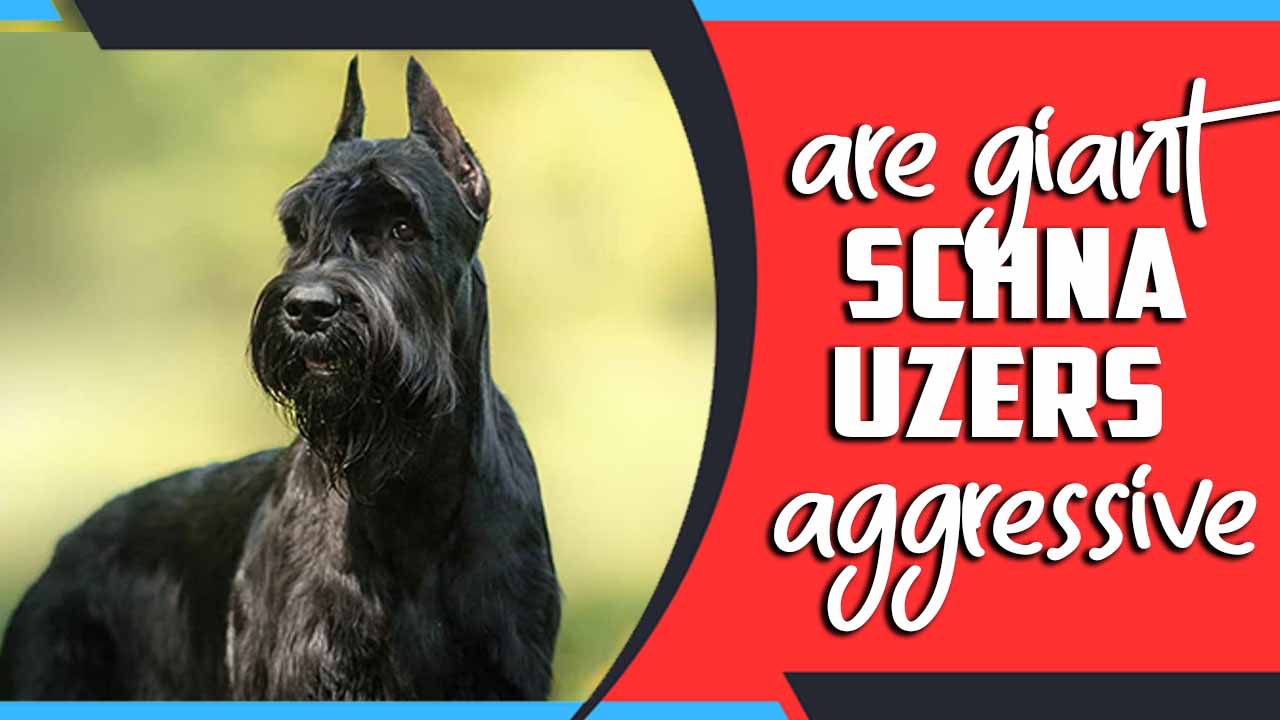 Are Giant Schnauzers Aggressive