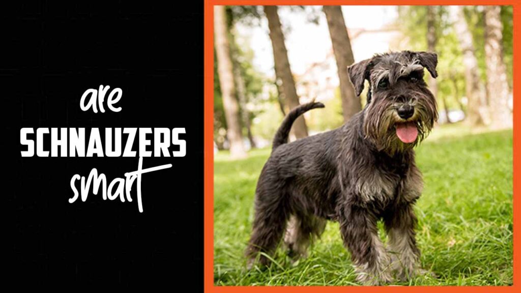 Are Schnauzers Smart Discover Their Genius