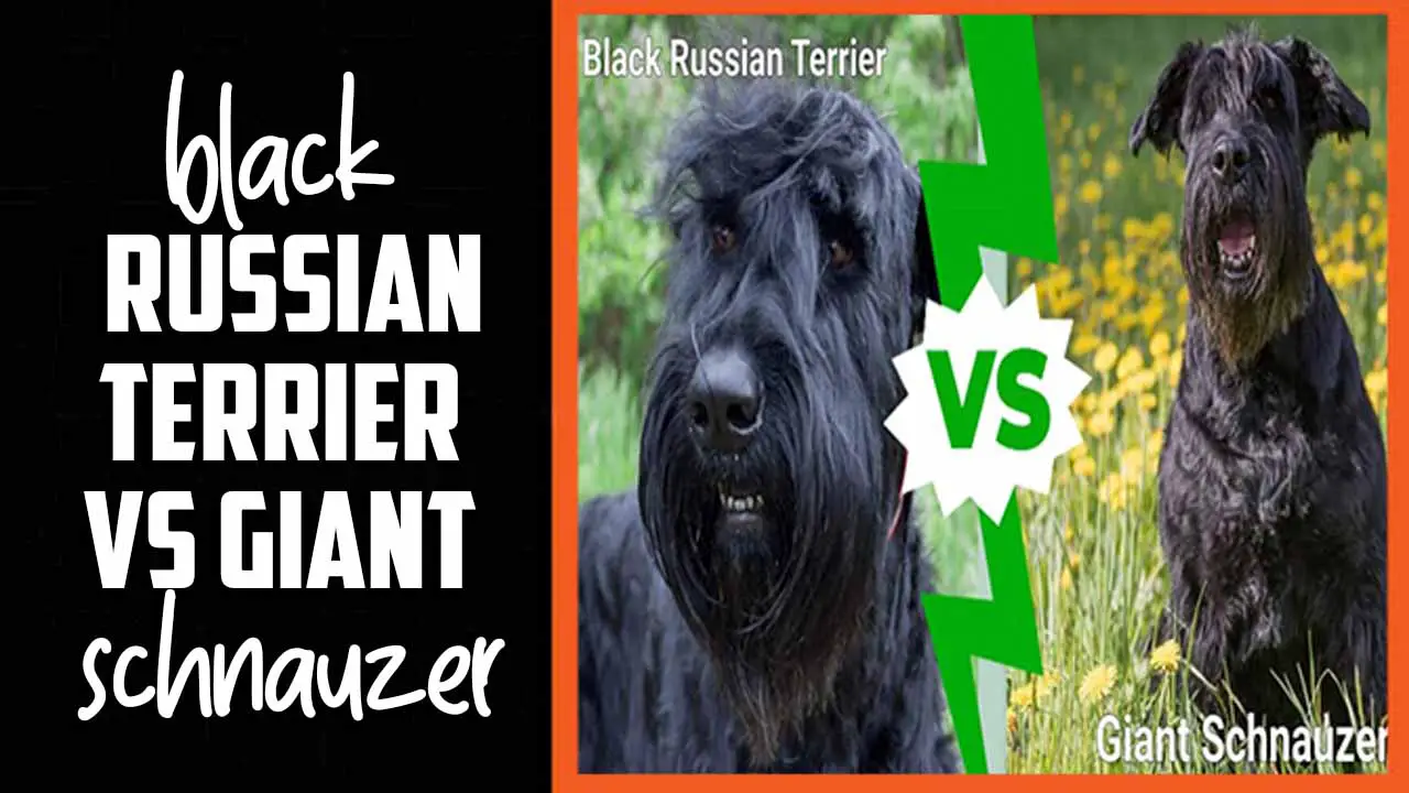 Black Russian Terrier Vs Giant Schnauzer
