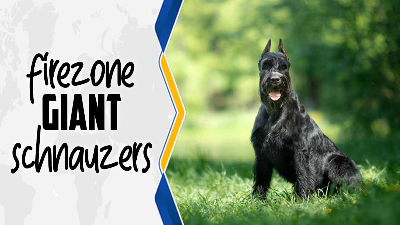 Firezone Giant Schnauzers