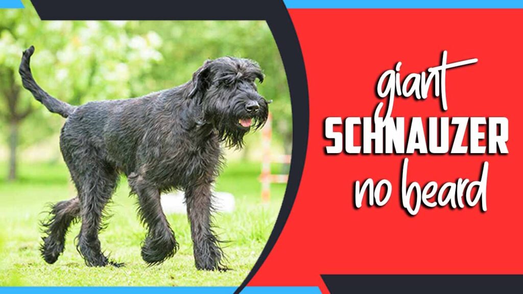 Giant Schnauzer No Beard Explore 5 Fascinating Reasons Here