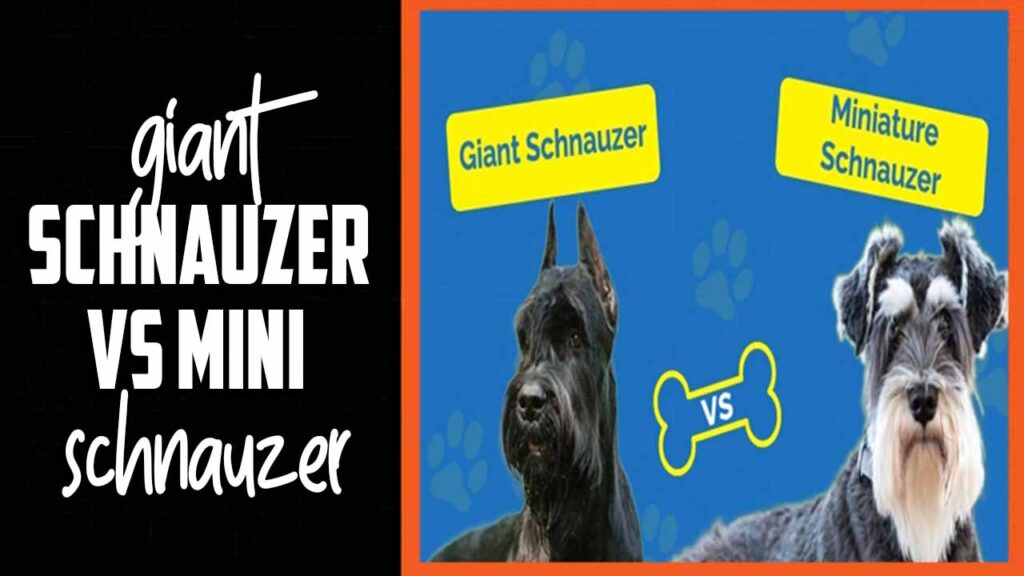 Giant Schnauzer Vs Mini Schnauzer A Comprehensive Guide