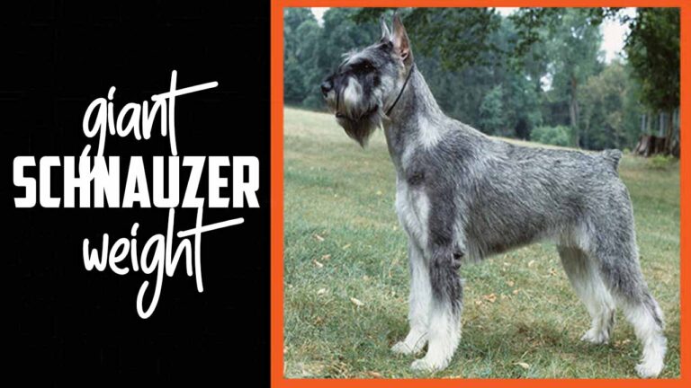 Giant Schnauzer Weight- Proven Strategies