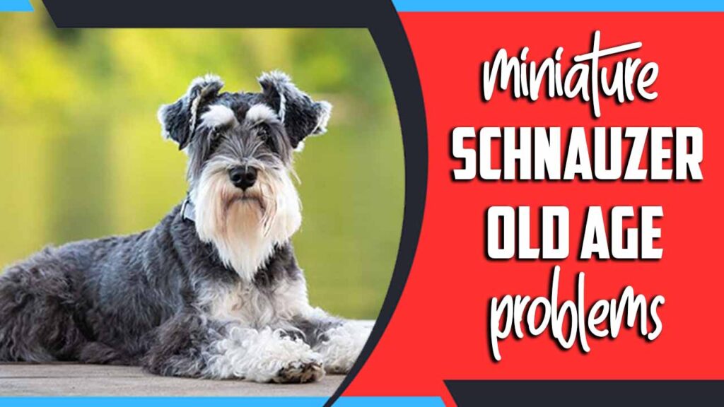 Miniature Schnauzer Old Age Problems Navigating Old Age