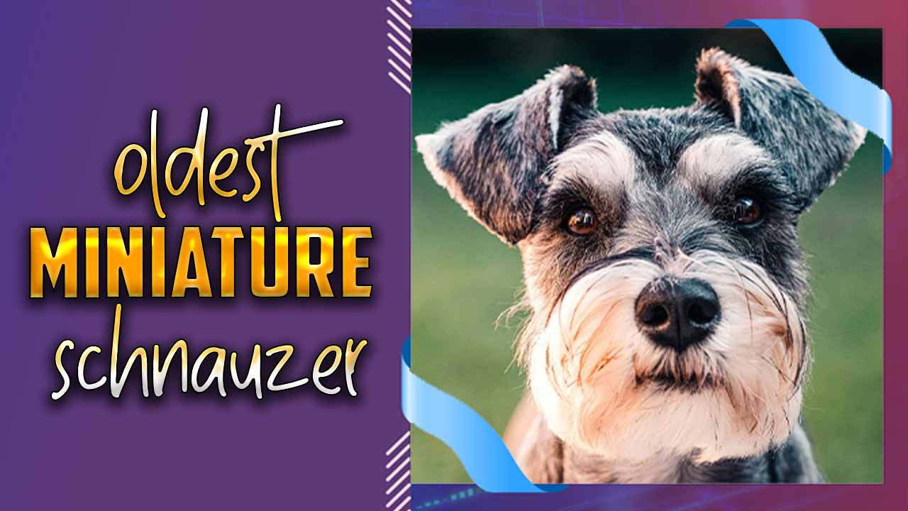 Oldest Miniature Schnauzer