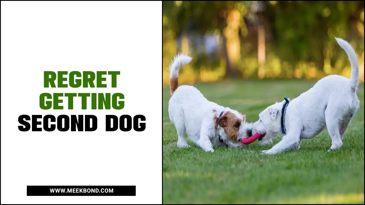 Regret Getting Second Dog – The Unexpected Regret