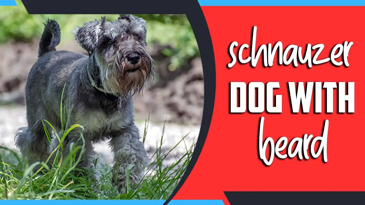 Schnauzer Dog With Beard 