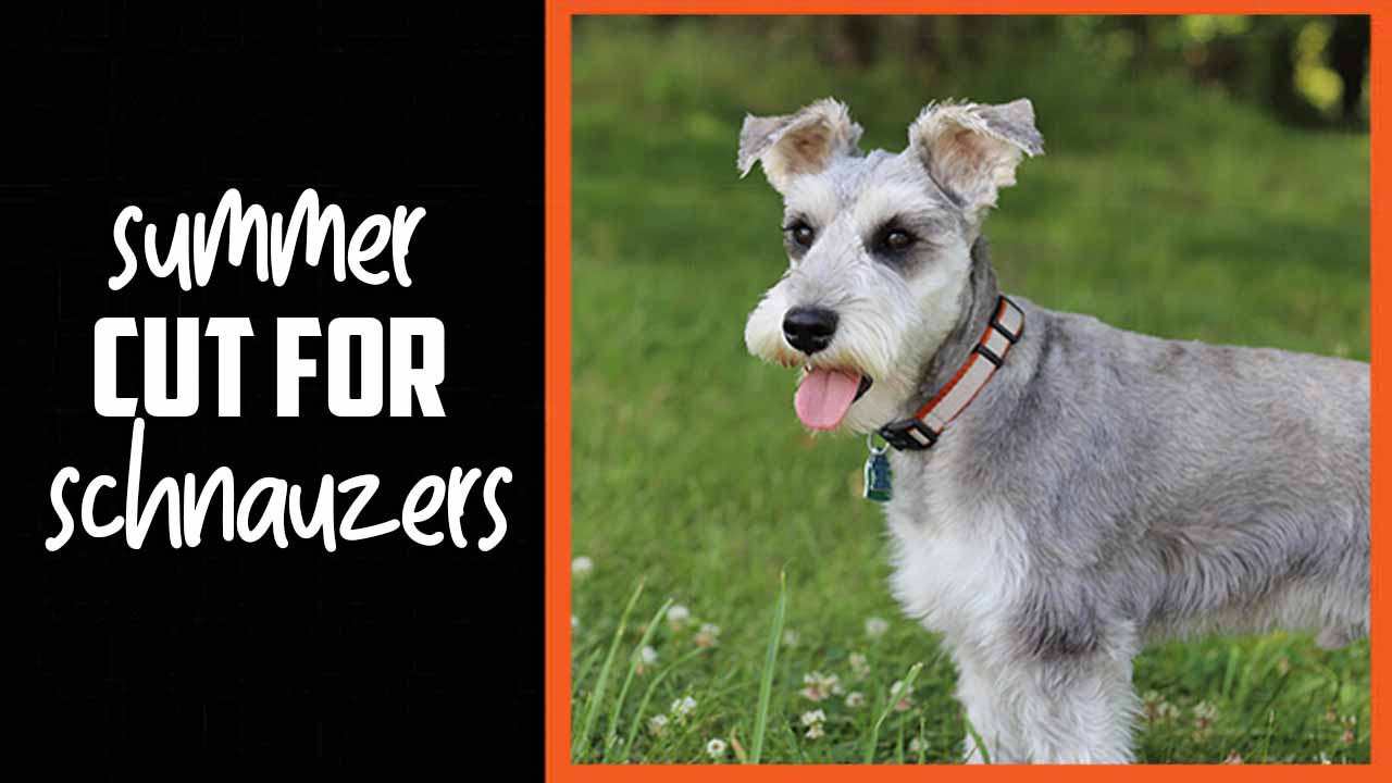 Summer Cut For Schnauzers