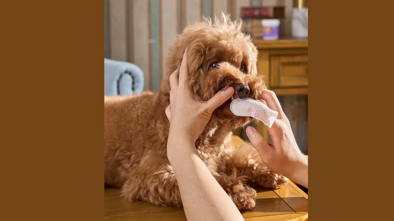 Benefits Of Using Dog Teeth Cleaning Finger Wipes