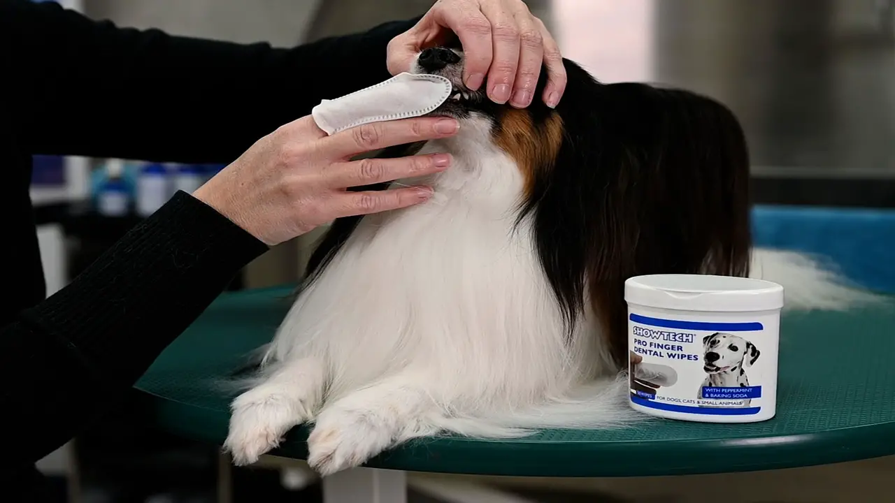 Choosing The Right Finger Wipes For Your Dog