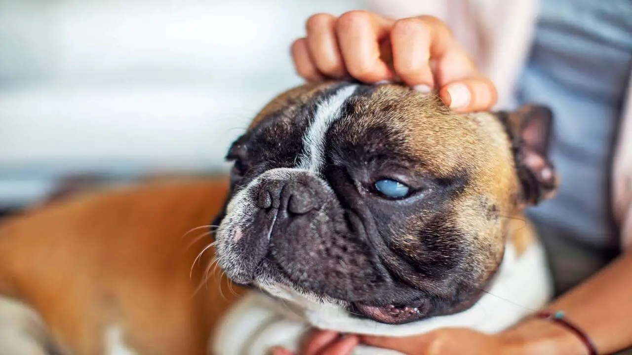 Common Eye Problems In Pets