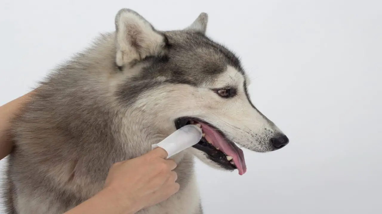 How Do Dog Teeth Cleaning Finger Wipes Work