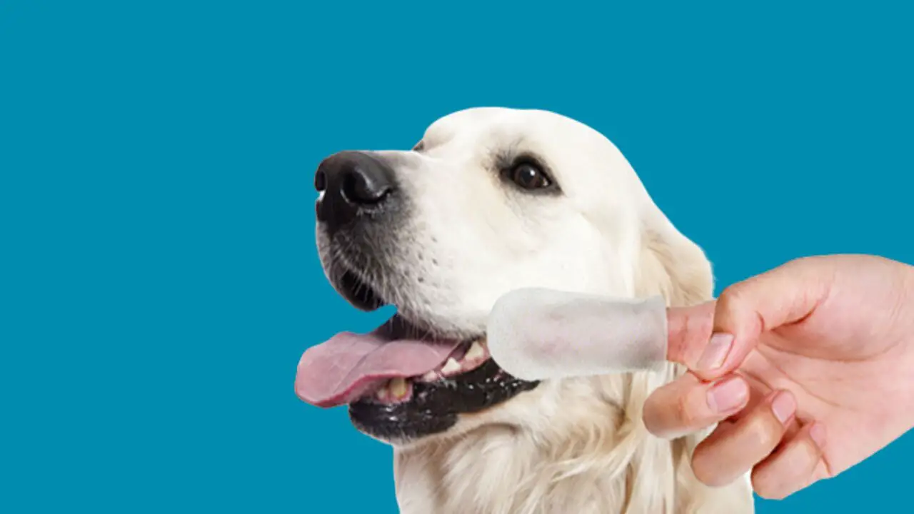 How To Use Dog Teeth Cleaning Finger Wipes - 10 Effective Steps
