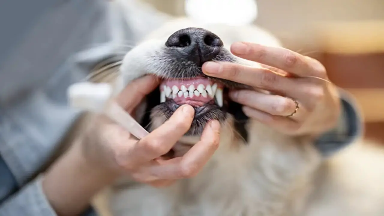Importance Of Dog Teeth Cleaning