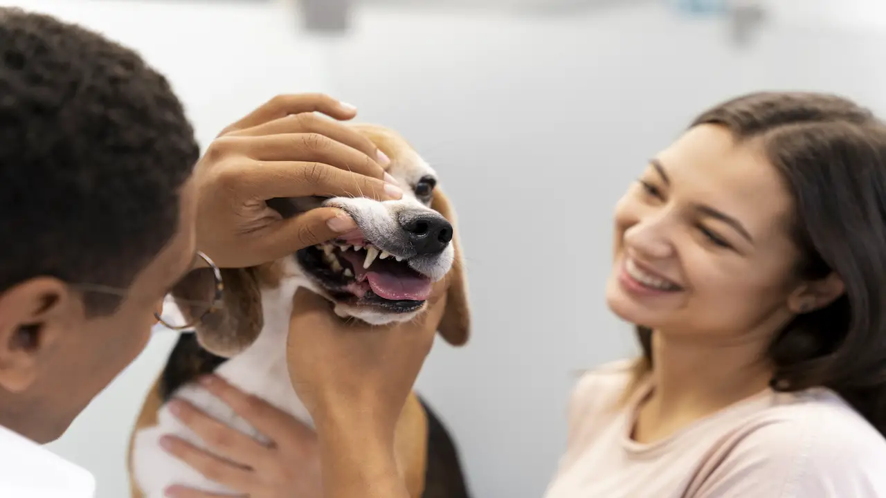 Pros Of Dog Teeth Cleaning Finger Wipes