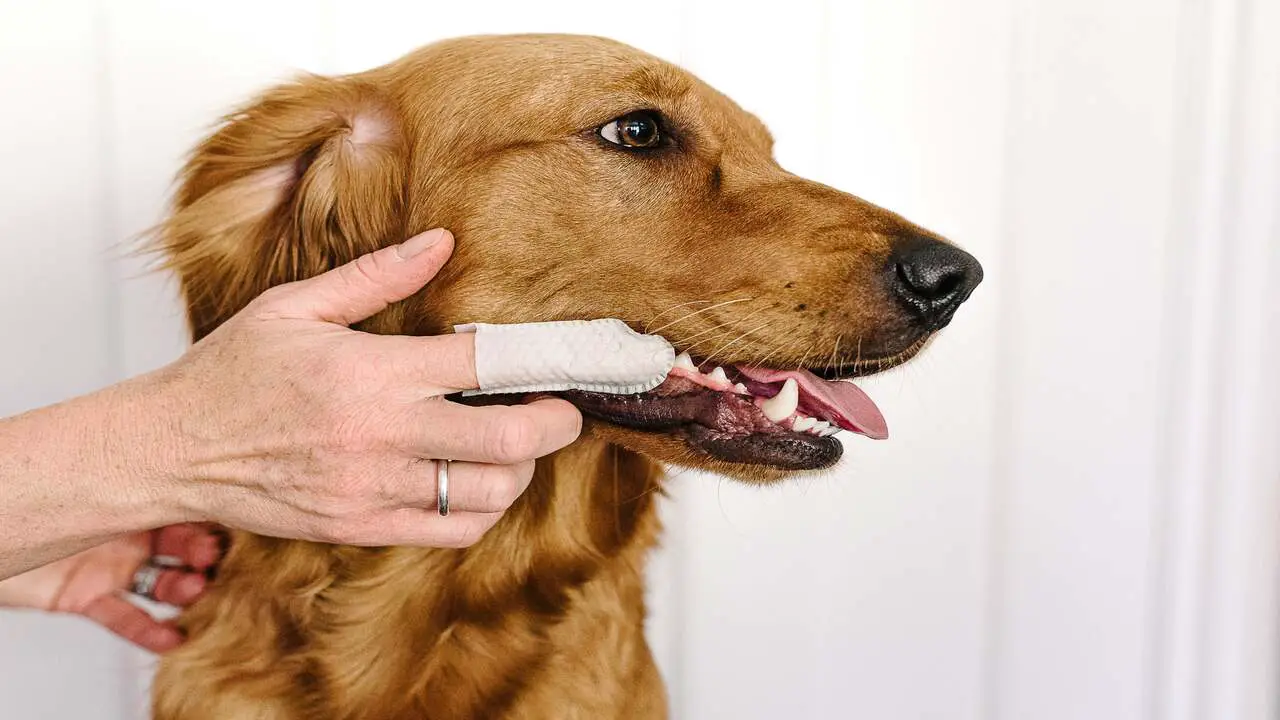 What Are Dog Teeth Cleaning Finger Wipes