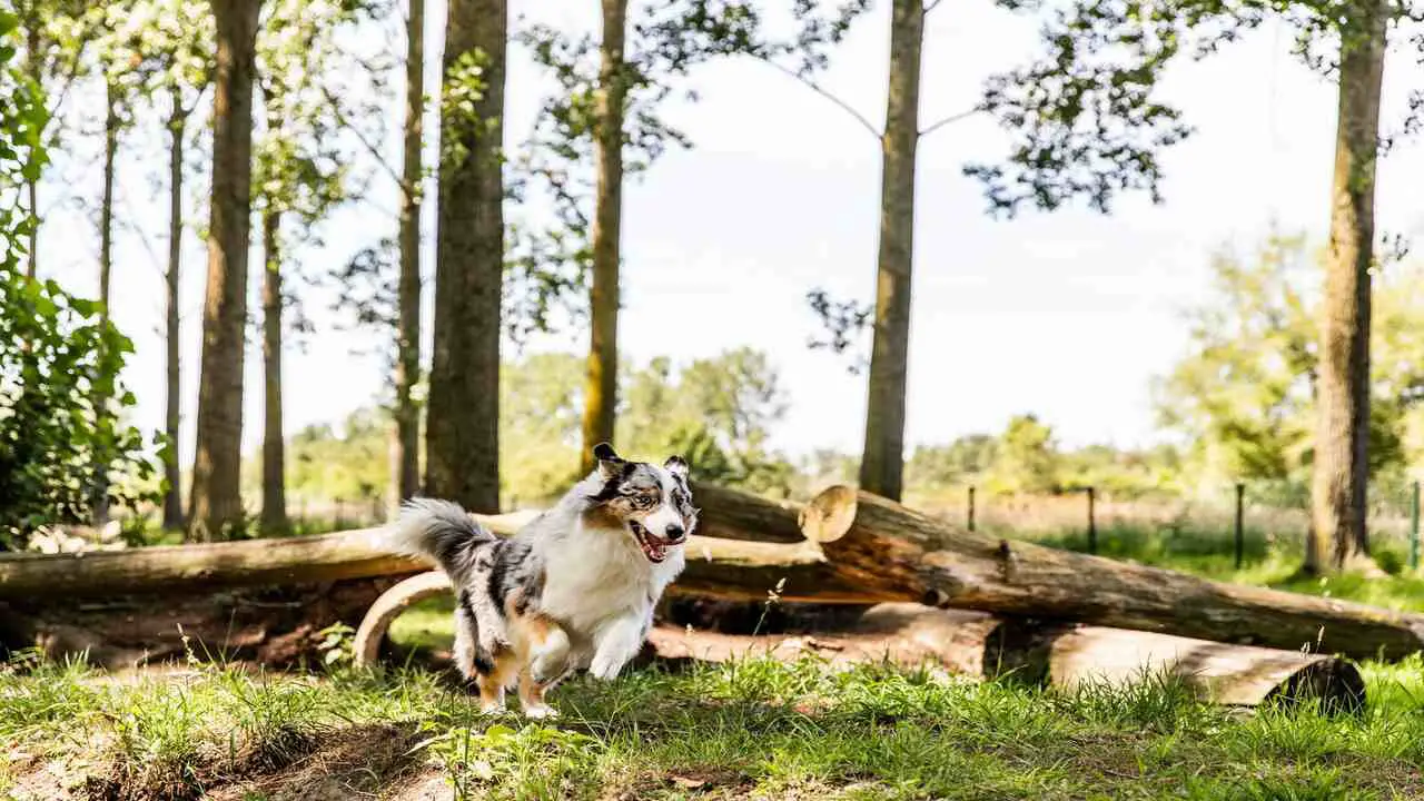 9 Best Dog Friendly Destinations In Netherlands