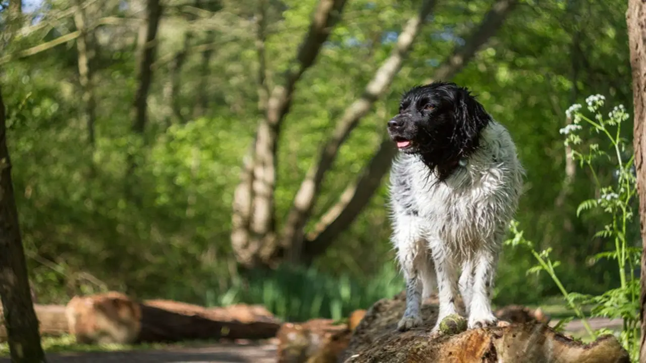 9 Common Dutch Dog Myths
