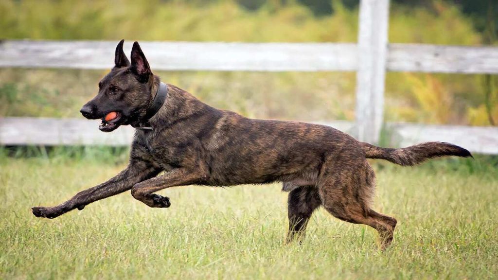 Traditional Dutch Dog Breeds - Traditional Dutch Dog Breeds