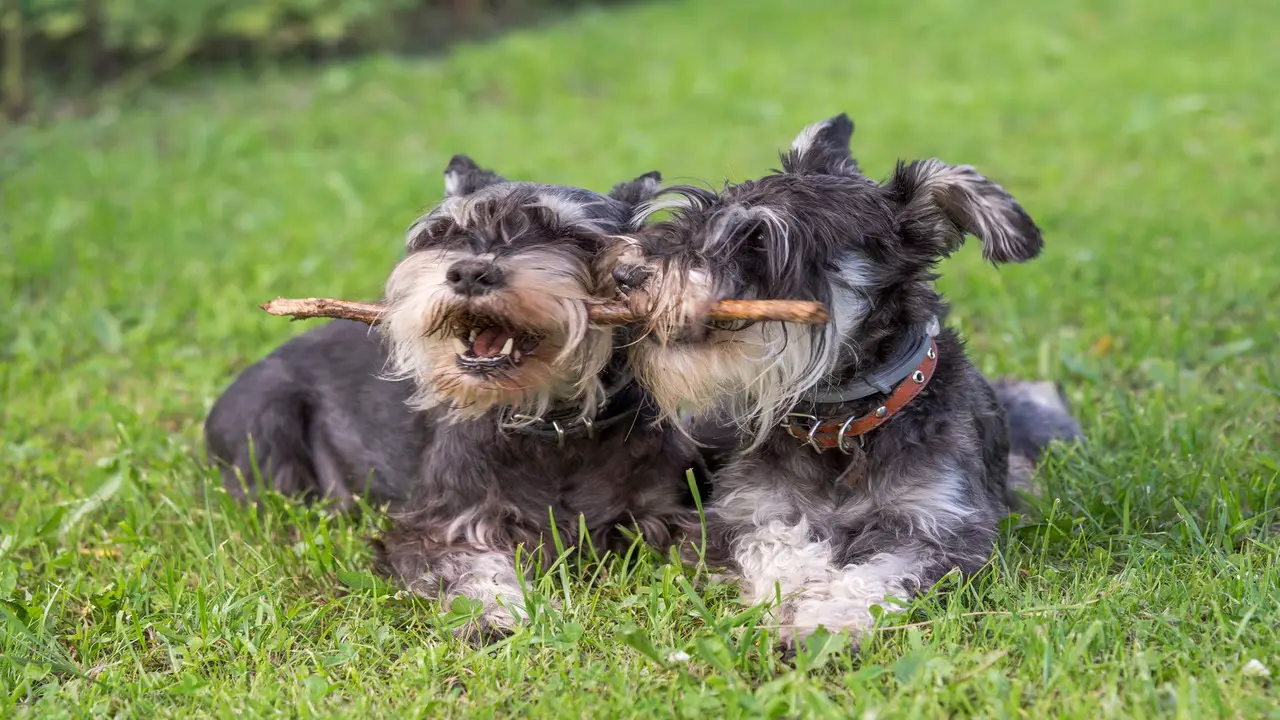 Additional Tips To Entertain Your Schnauzer