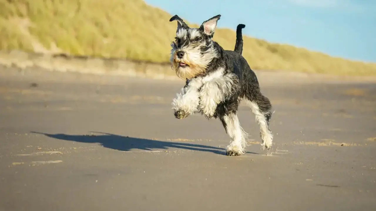Are Schnauzers Jealous Dogs - Know The Answer