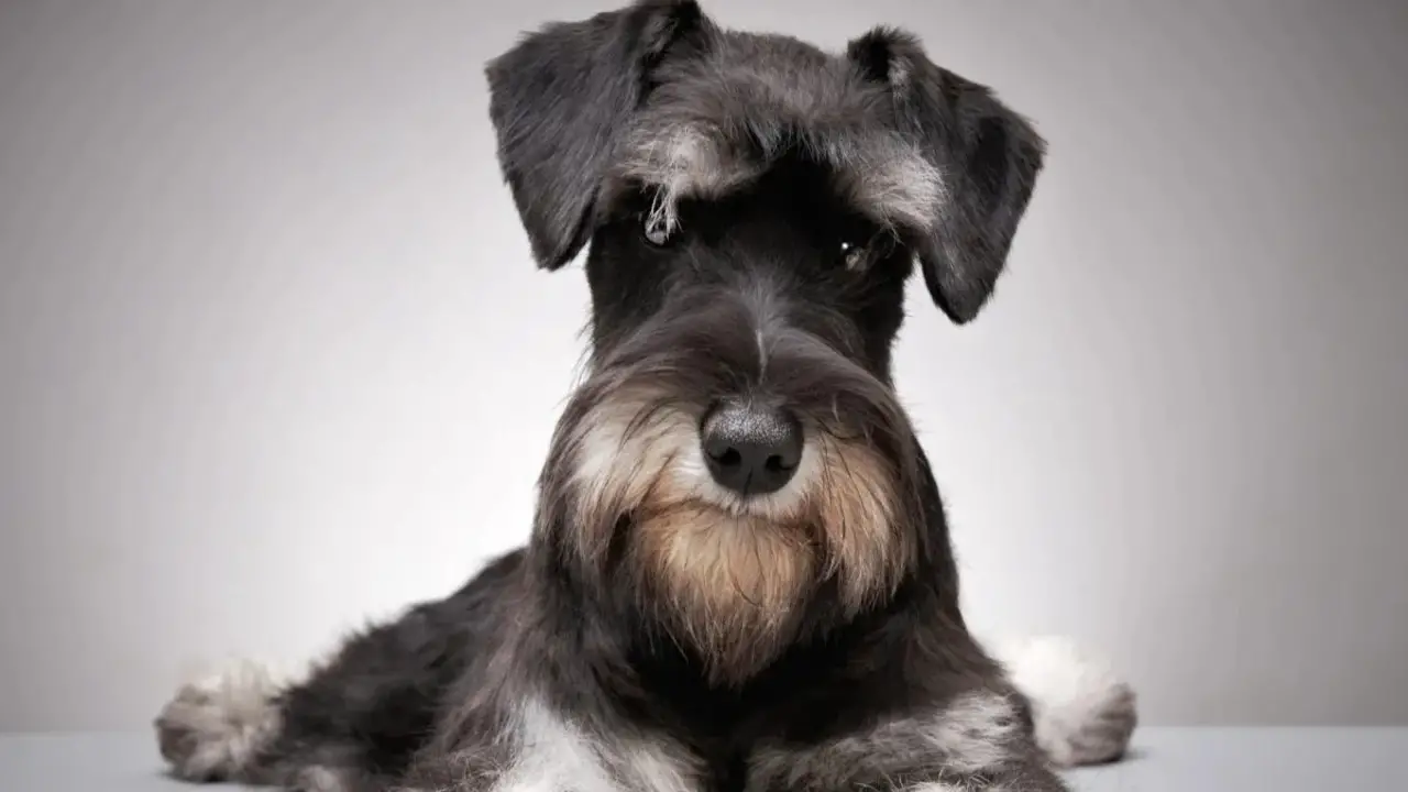 Are Schnauzers Very Vocal - Possible Reasons And Type
