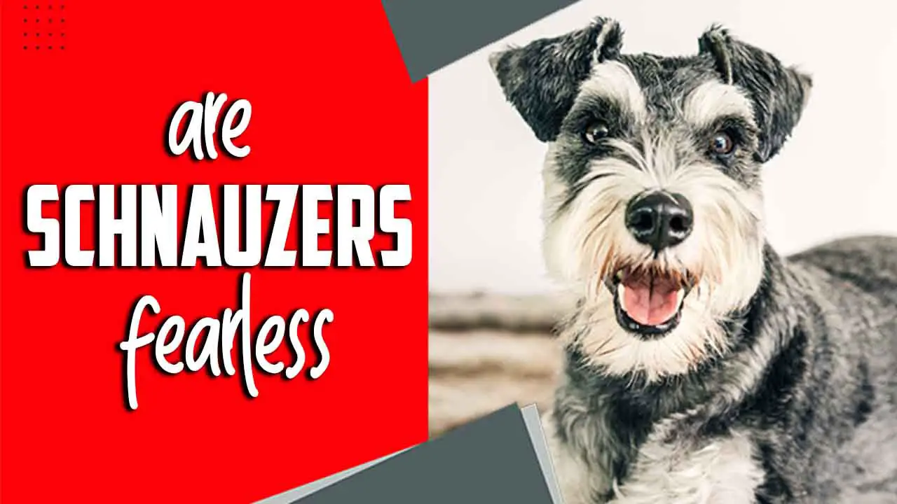 Are Schnauzers Fearless