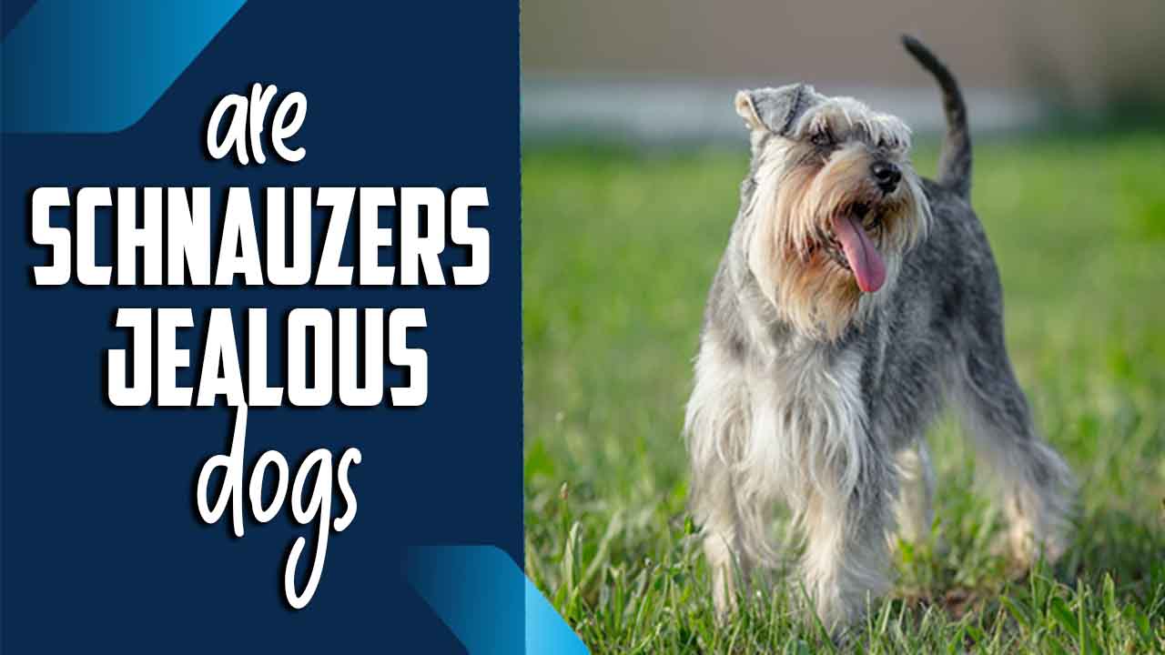 Are Schnauzers jealous dogs