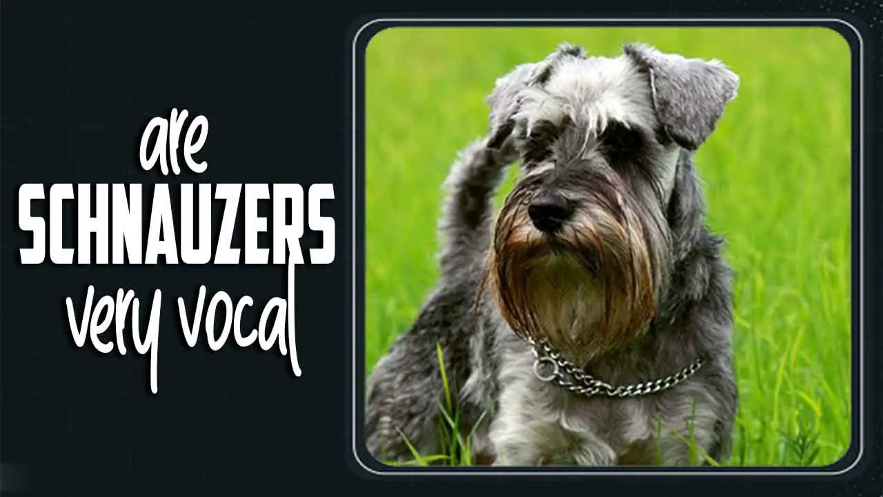 Are Schnauzers Very Vocal