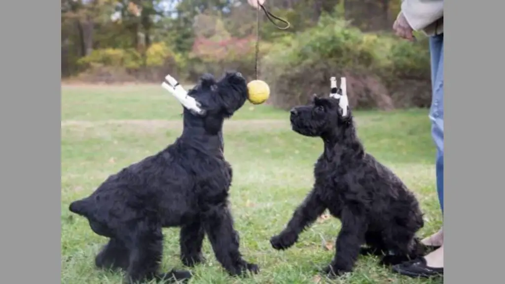 Skyline Giant Schnauzers - Elevate Expectations