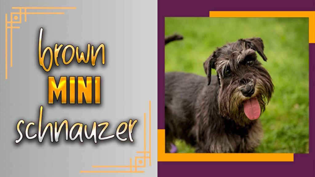 Mini Schnauzer Brown With Blue Eyes