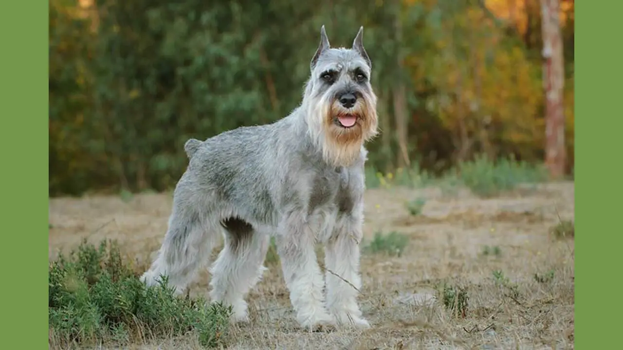 The Benefits Of Adopting A Rescued Schnauzer